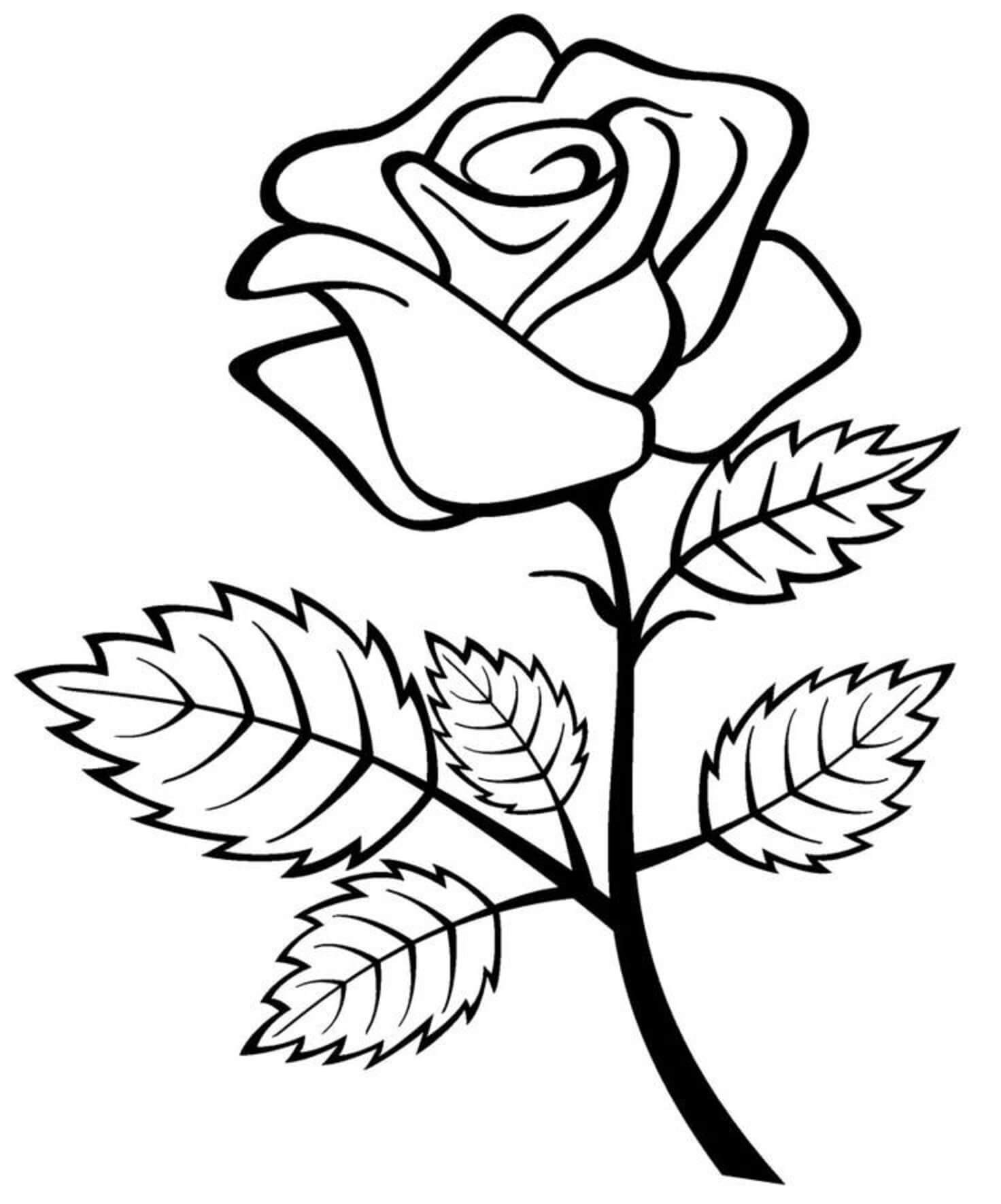 Normale Rose