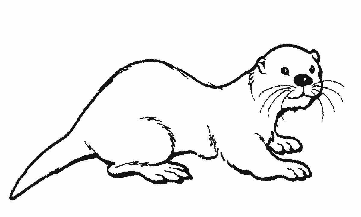 Normaler Otter