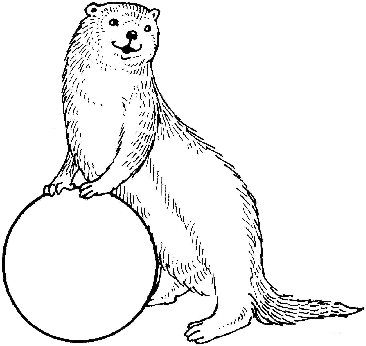 Otter mit Ball