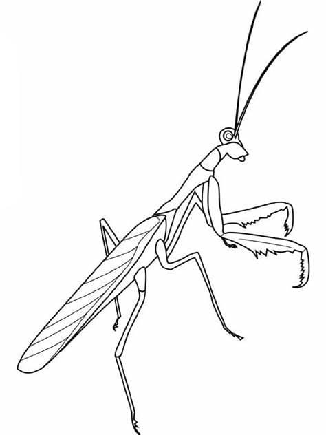 Druckbare Mantis-Bildübersicht