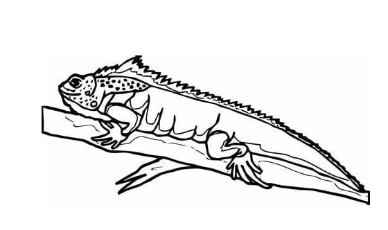 Eidechsenbild drucken