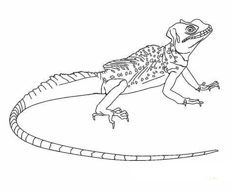 Kostenlose Druckeidechsen