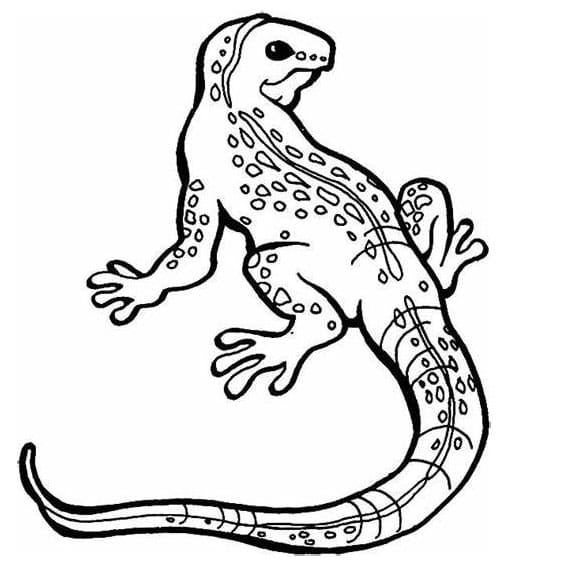 Kostenlose Eidechsen