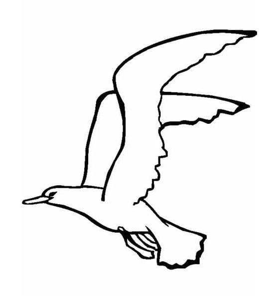 Kostenlose Möwen für Kinder