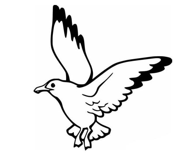 Kostenlose Möwen-Übersicht