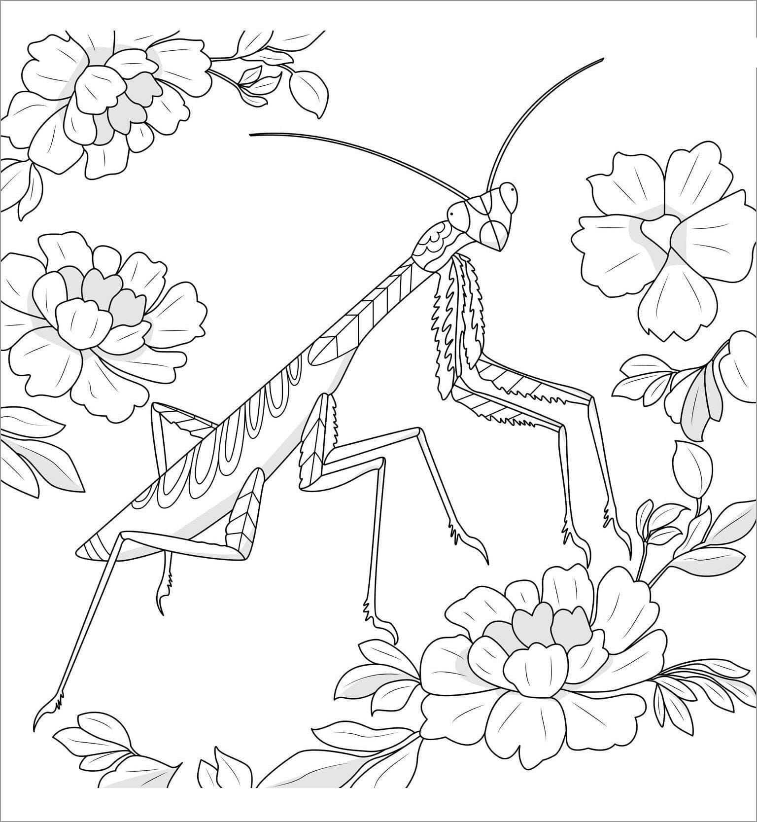 Kostenloses Mantis-Bild