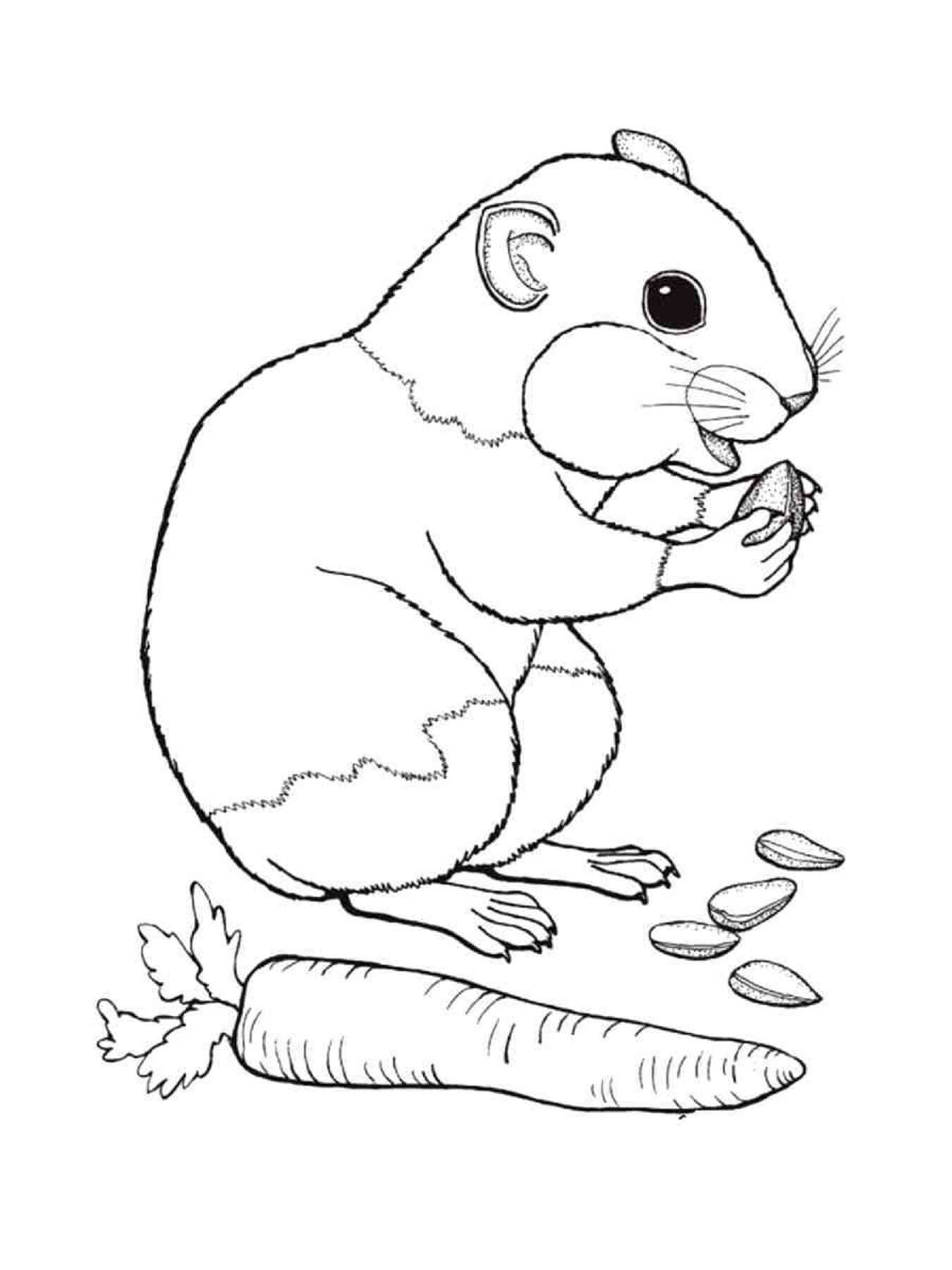 Hamster mit Eicheln und Karotten