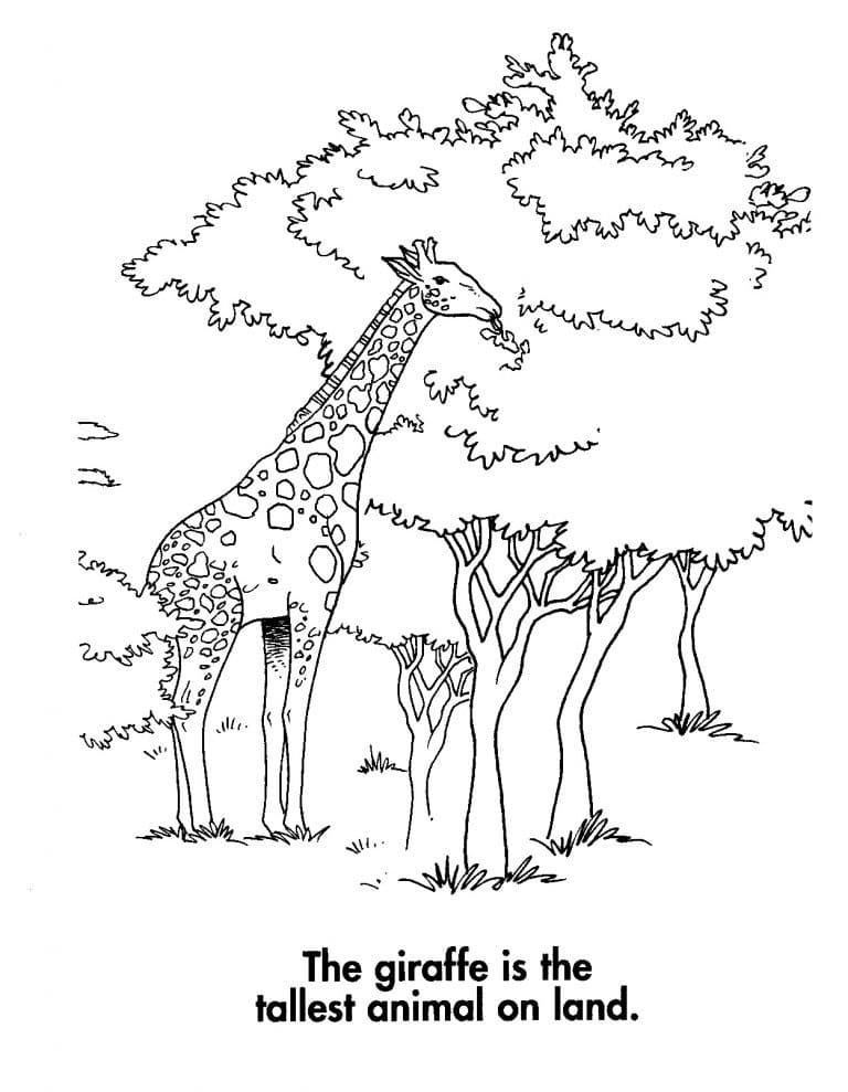 Die Giraffe