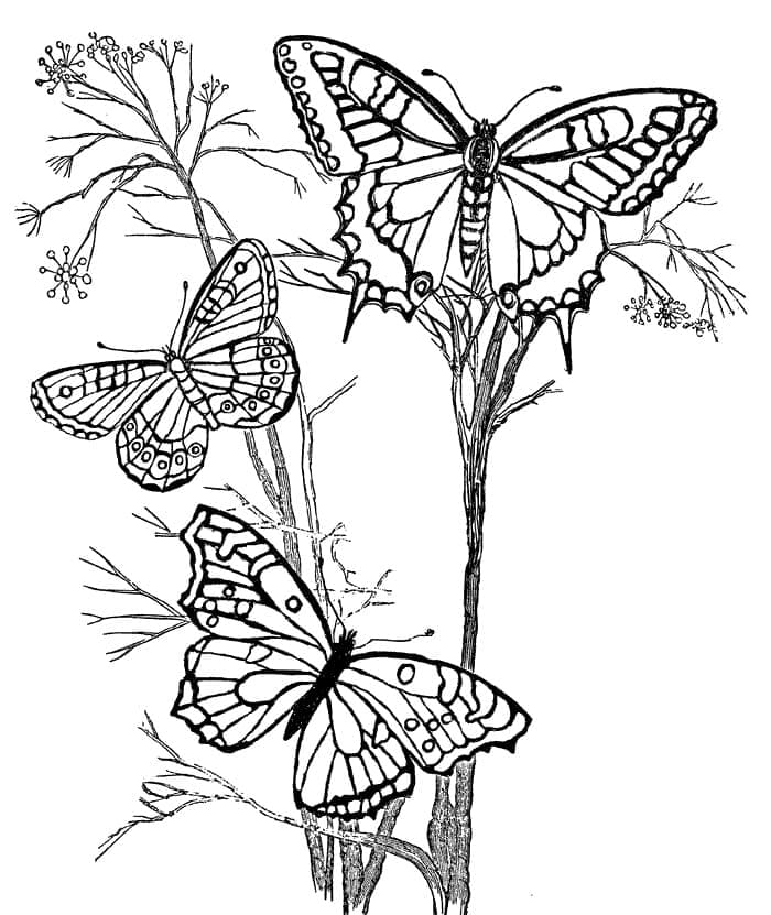 Fliegende Schmetterlinge coloring page