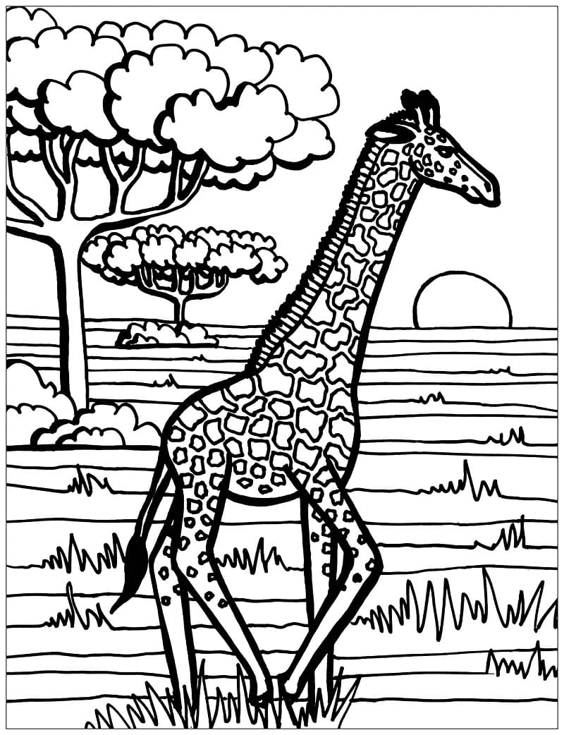 Giraffe in freier Wildbahn