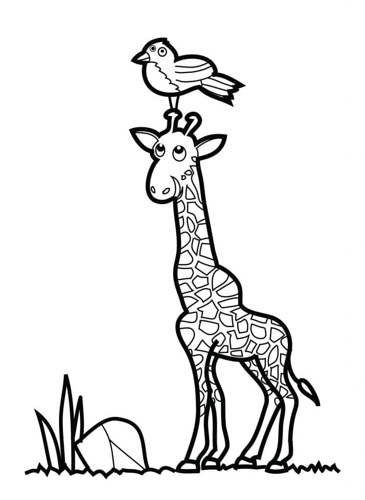 Giraffe und ein Vogel