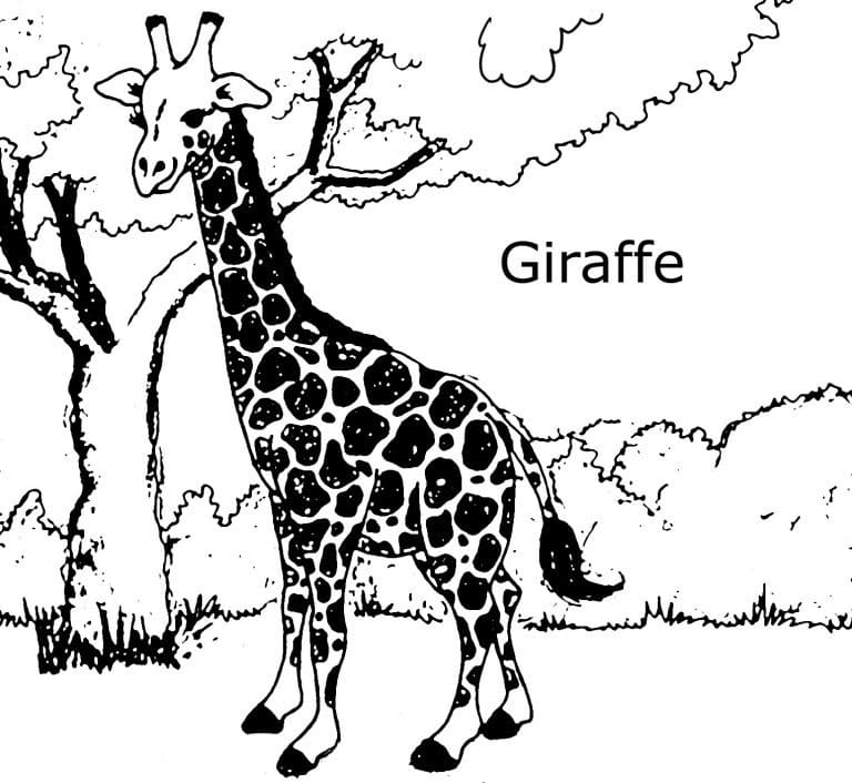 Giraffe zum ausdrucken