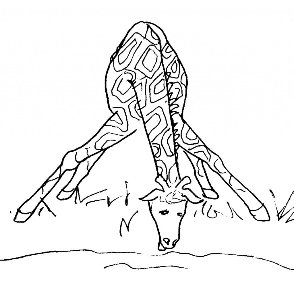 Giraffen-Trinkwasser