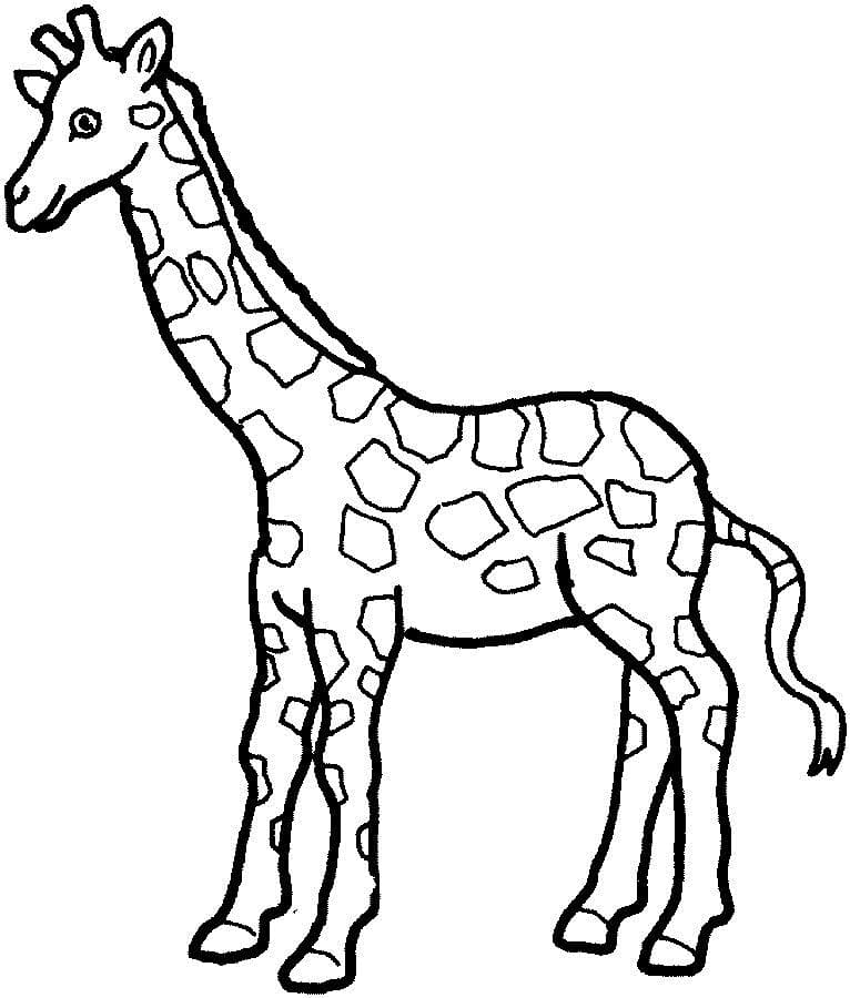 Glückliche Giraffe