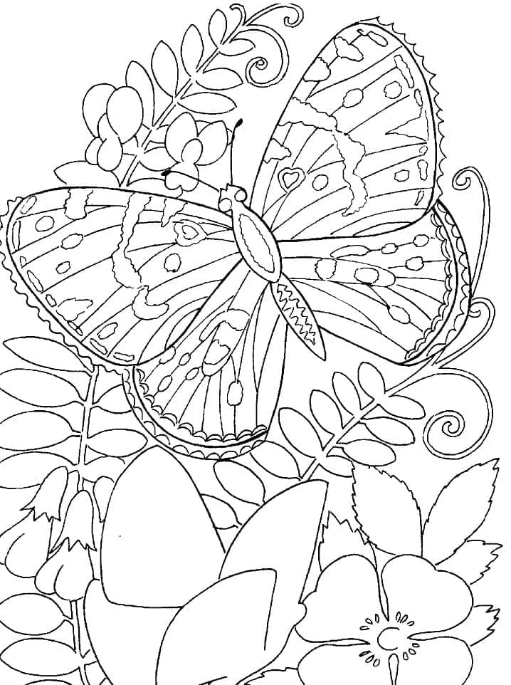 großer Schmetterling coloring page