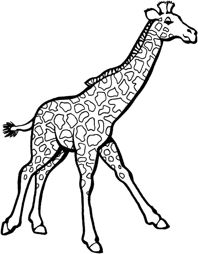 Kostenlose Giraffe