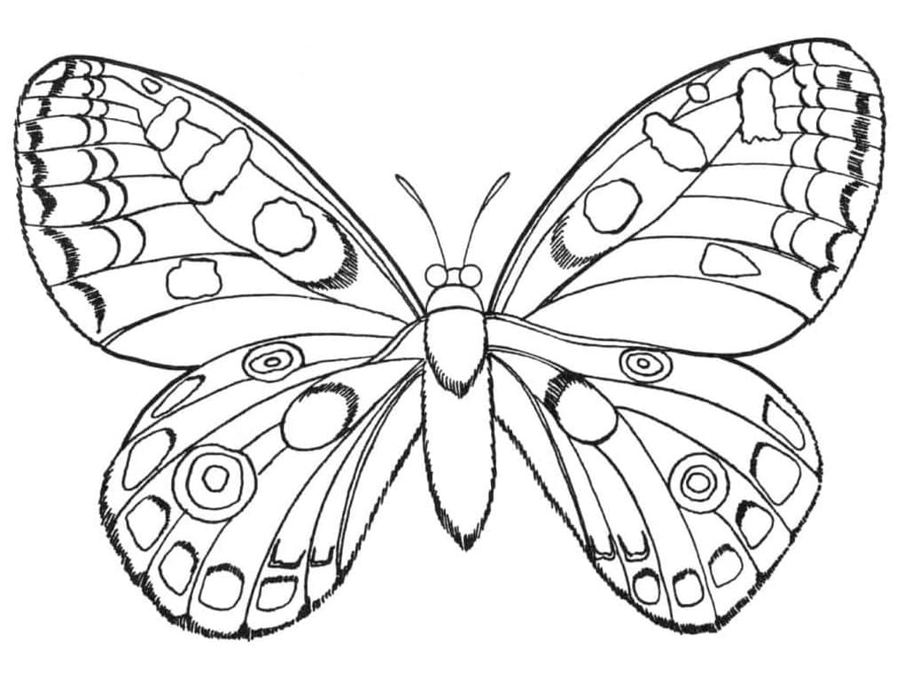 Normaler Schmetterling coloring page