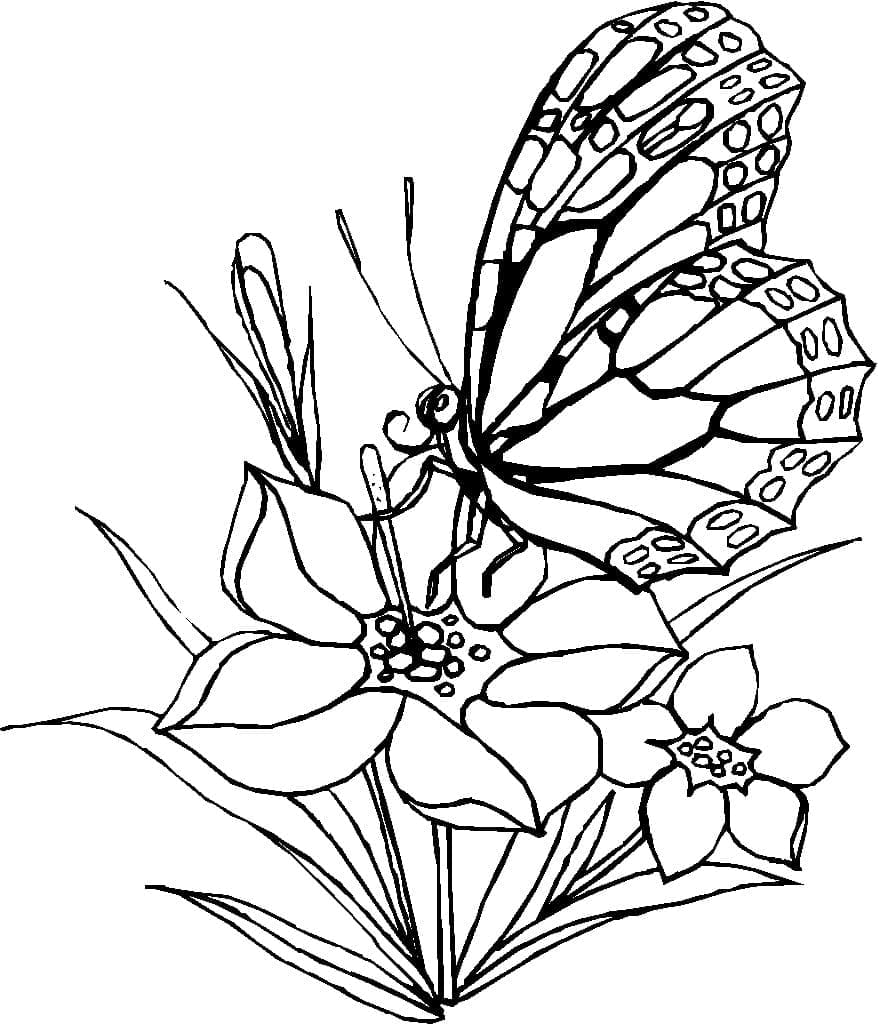 Schmetterling 2 coloring page