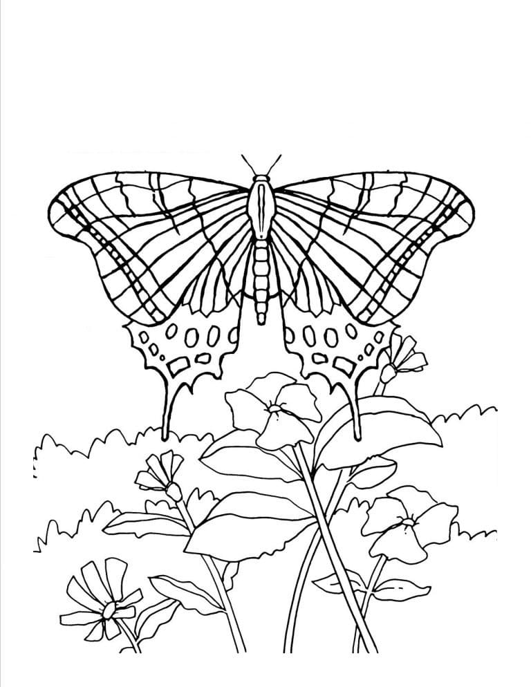Schmetterlings- und Blumengarten coloring page