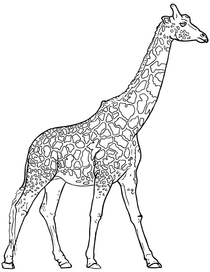 Stehen Giraffe