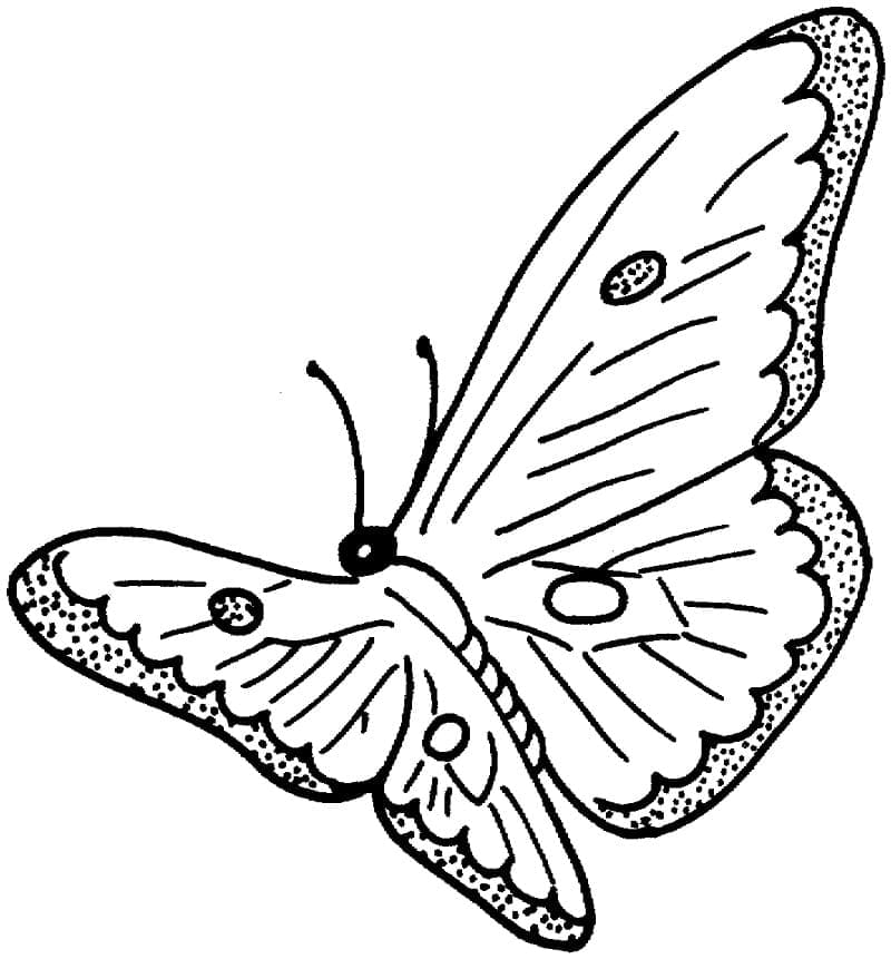 Wundervoller Schmetterling coloring page