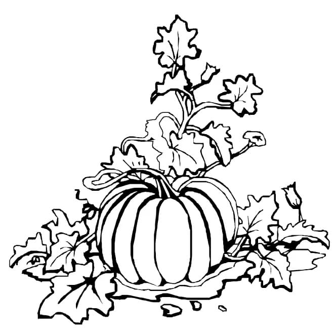 Kürbis mit Blättern