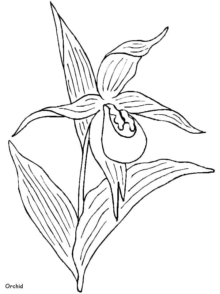 Coloriage Orchideen