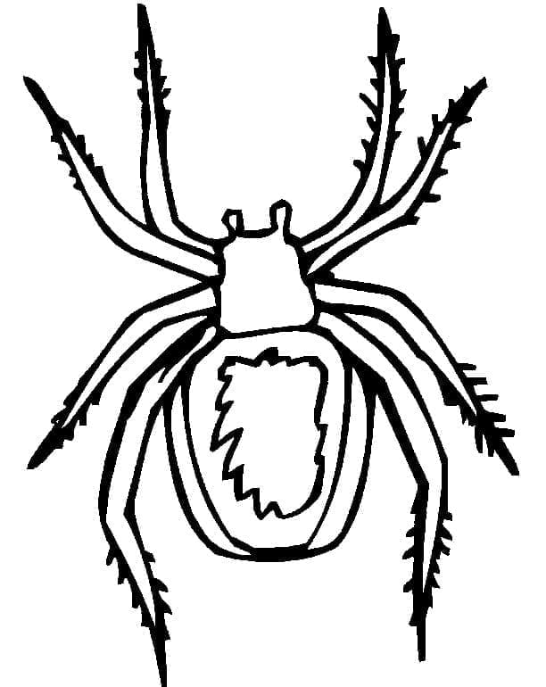 Druckbare Spinne Ausmalbilder. Kostenlos herunterladen, ausdrucken oder