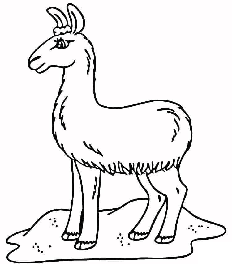Ein Lama