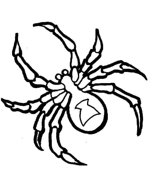 Eine Spinne