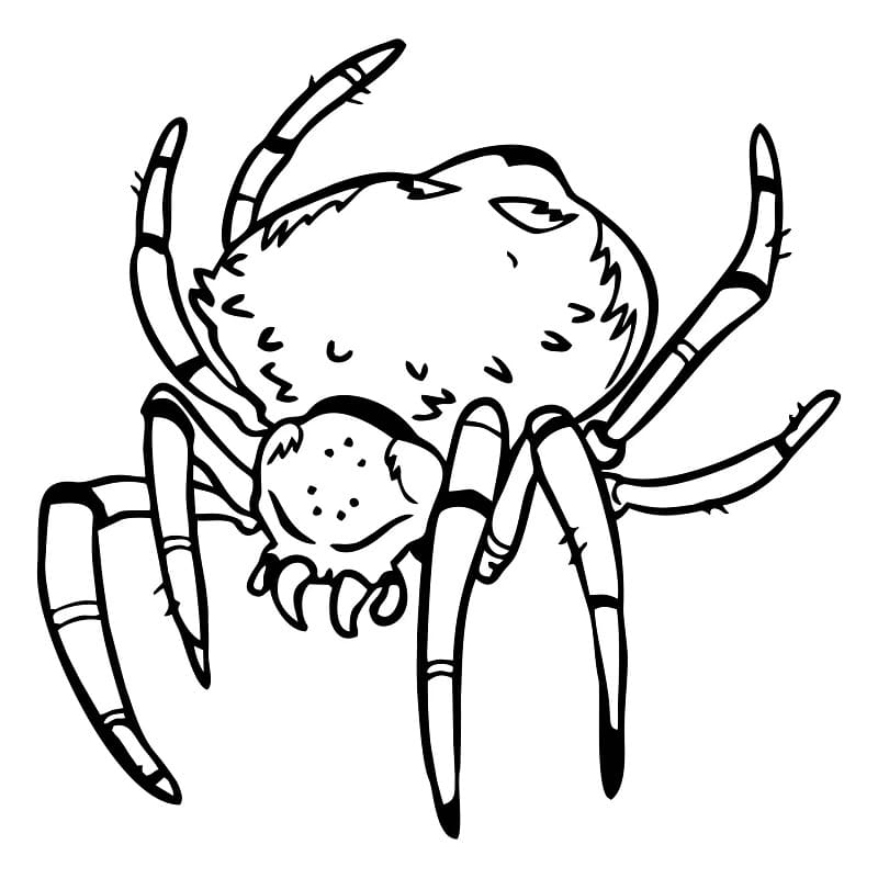 Gruselige Spinne