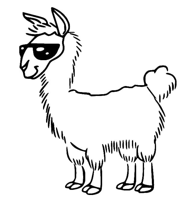 Lama mit Sonnenbrille