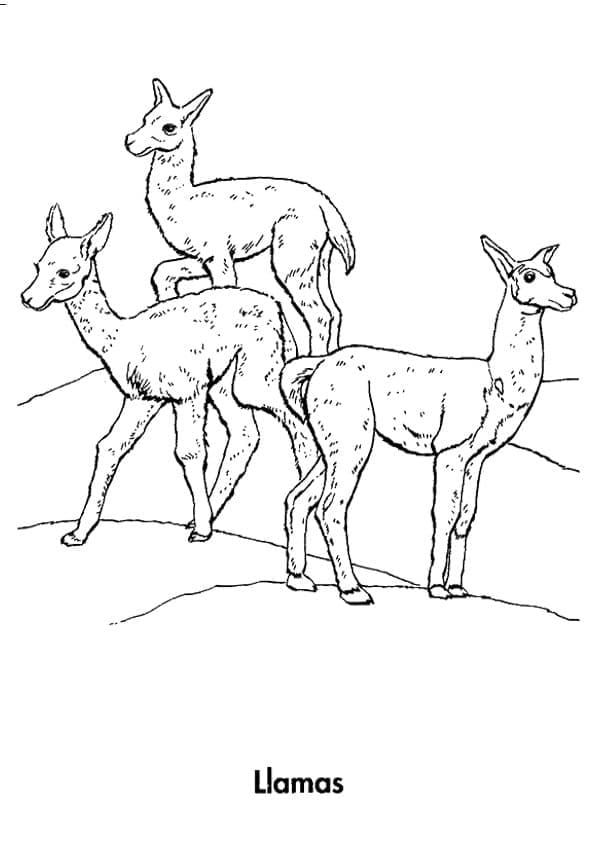 Lamas