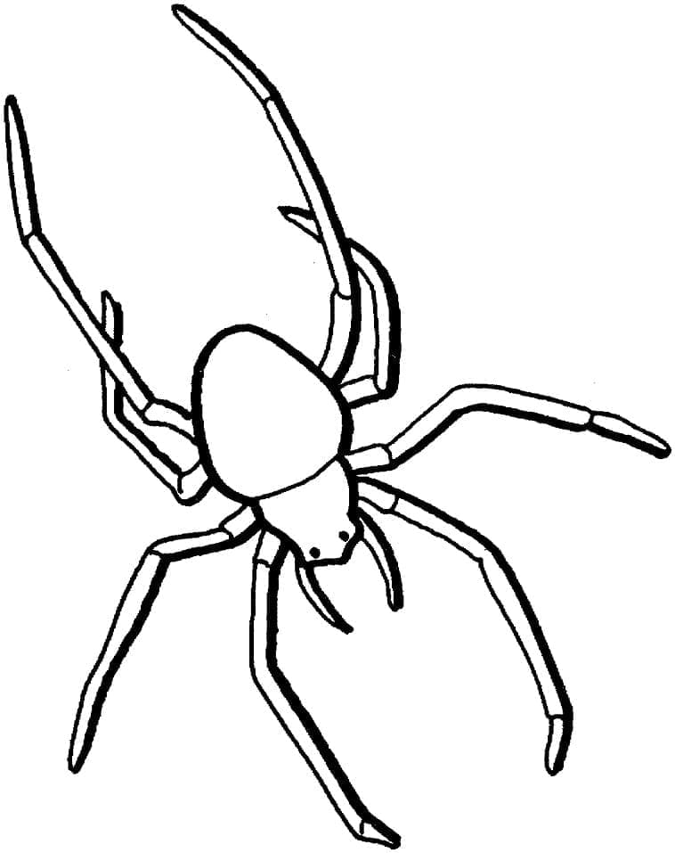 Normale Spinne