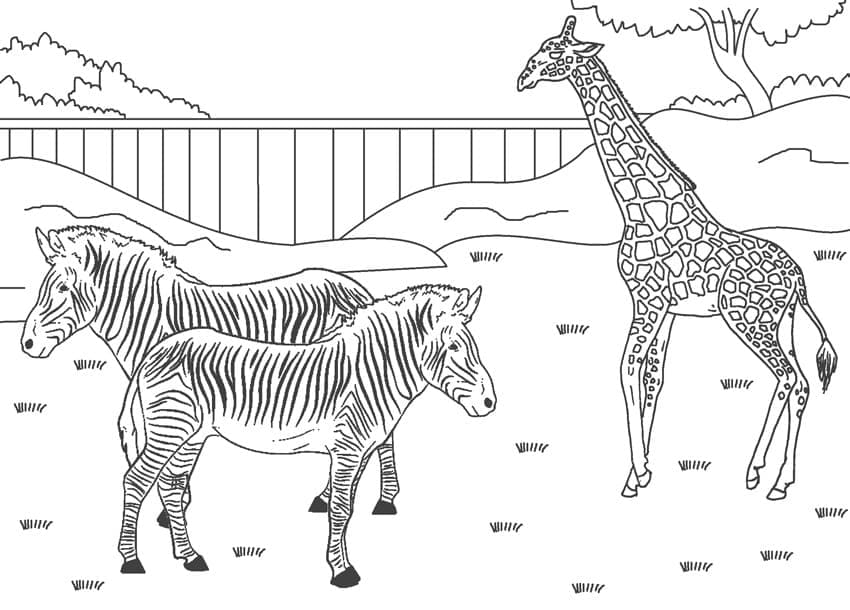Zebras und Giraffen in einem Zoo