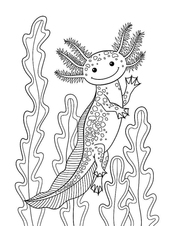Axolotl drucken