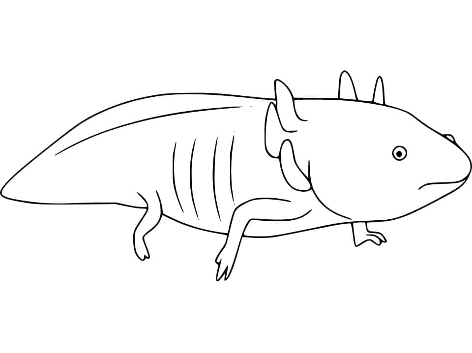Axolotl für Kinder
