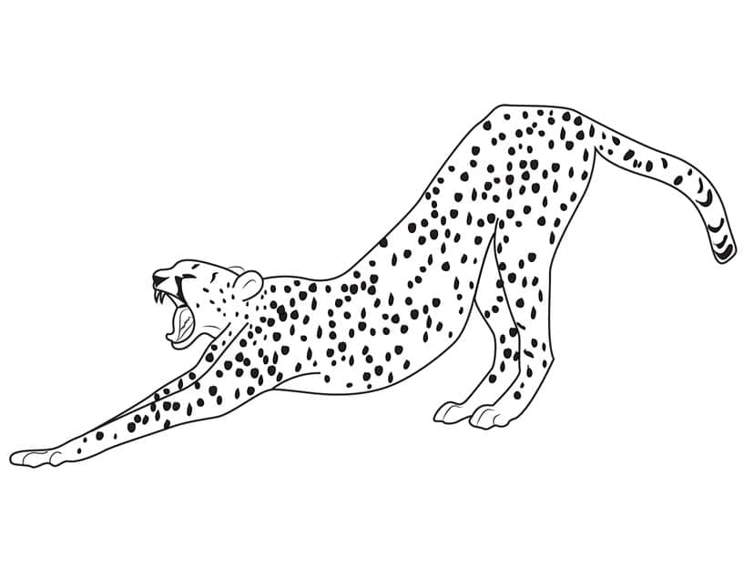 Dehnender Gepard