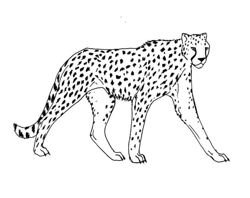 Ein Gepard
