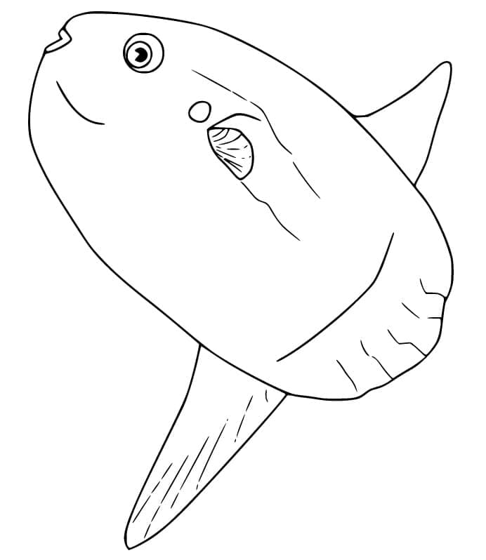 Ein Mondfisch