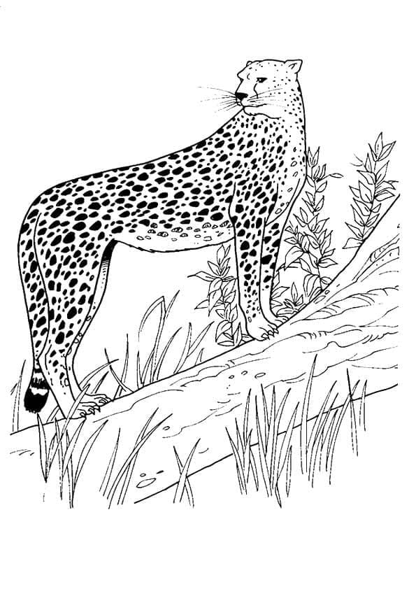 Gepard in freier Wildbahn