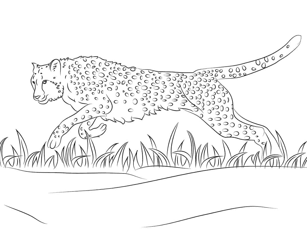 Gepard ist auf der Jagd