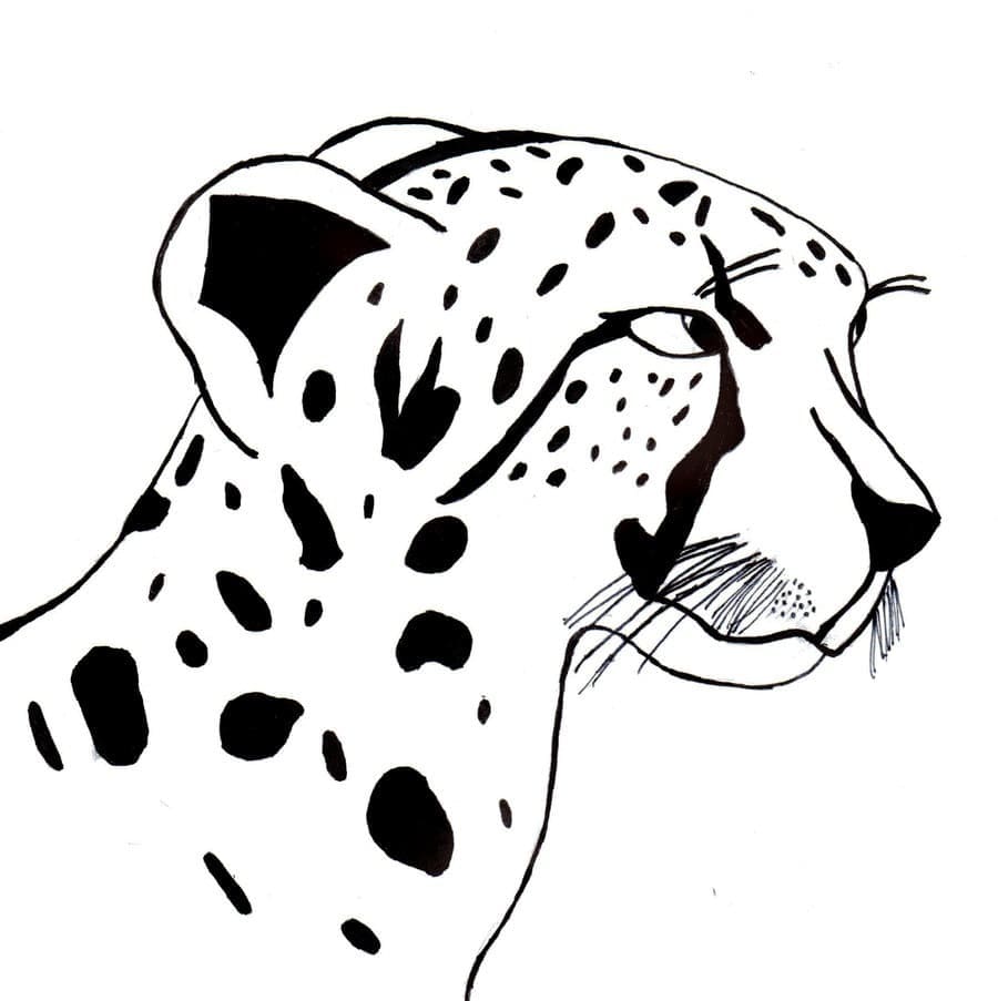 Gepard sucht