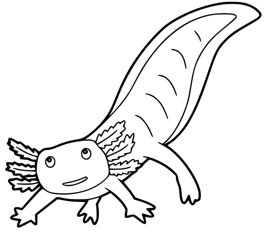 Axolotl ausmalbilder
