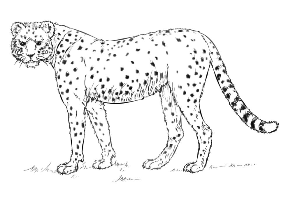 Free Printable CheetahKostenloser druckbarer Gepard