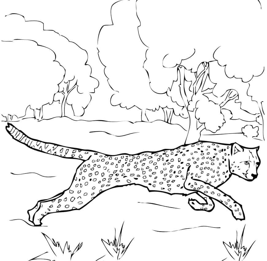 Kostenloser Gepard