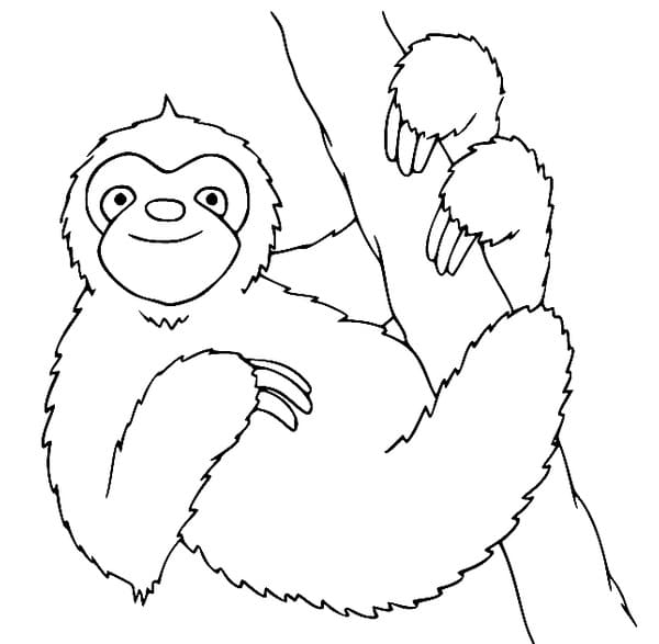 Lächelndes Faultier