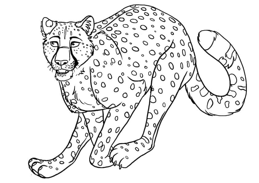 Laufender Gepard
