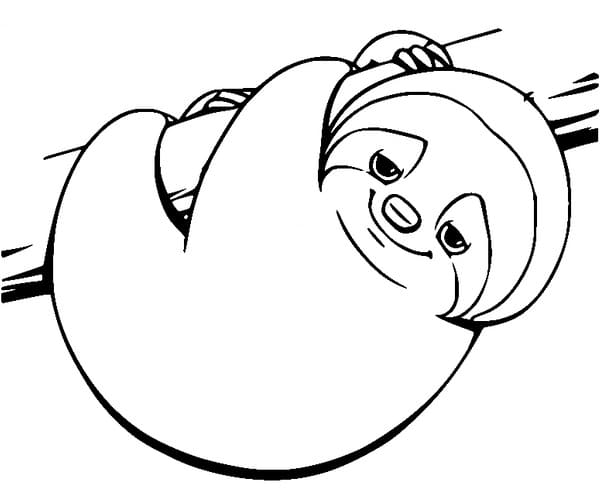 Schläfriges Faultier