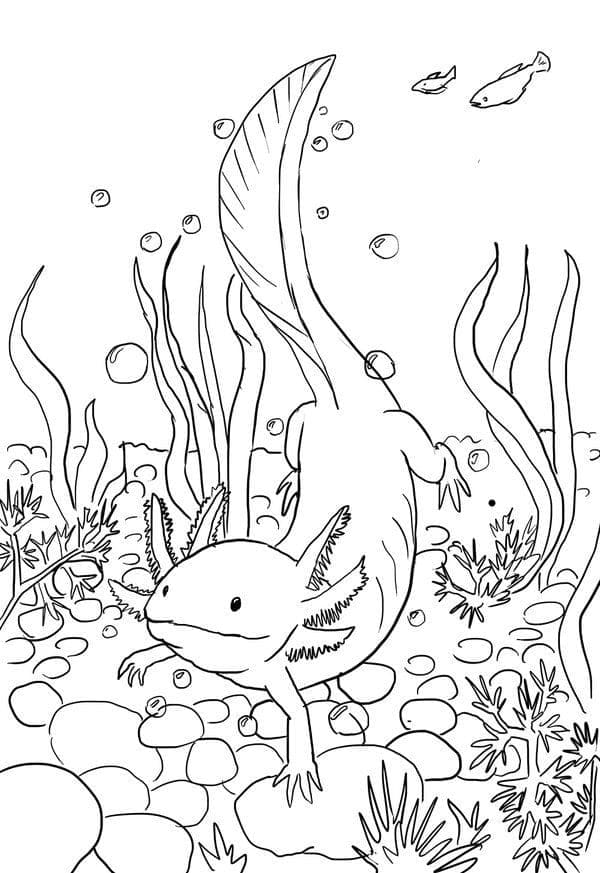 Schwimmender Axolotl